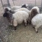 للبيع بهم نعيم3رخال 2خروف