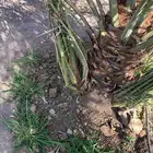 صنو برني العلا.