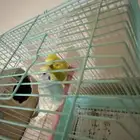طيور بادجي حب