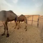 فعود قصب للبيع مفرود