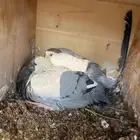 فراخة حمام زواجل وسلافر مخلطه.