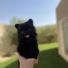 بومرينيان تيكب