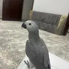 فرخ كاسكو اليف ماشالله