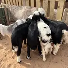 طلين نجد العدد 6