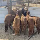 الشميسي طريق الخواجات قبل حوش الجابري