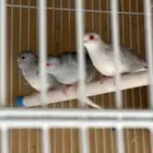 يمام ماسي ملكي