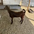 جفره سوريه دهماء