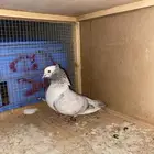 ذكر هزاز