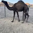 قعدان للبيع