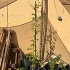 للبيع 3 نباتات