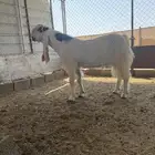 تيس مشروك فحل رباع