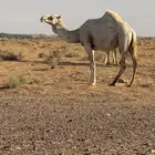 ضريبه مبيوه ولدها شرط