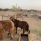 طليان سواكن جذعان للبيع مرابي