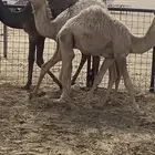 للبيع حشوان طيبه وسمان للبيع