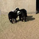 بهم نجد
