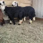 خرفان للبيع عدد 2