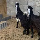 للبيع تيس وجفره لبااني العدد(2)