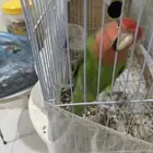 طير روز ليف هدد