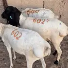 طليان برابر ( تم البيع )