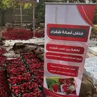 فلفل شقراء