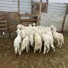 22 بهم مرابي ( و19 من الغنم تاسيس مراح