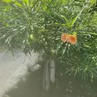 مطلوب معلمين