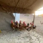 ديكه العدد7 سليمه من الامراض