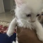 قطط لتبني فقط