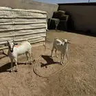 2- تيوس برابر مرابي 3 شهور