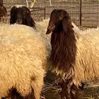 امراح نعيم مقاني