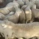 غنم حريات كفوا فل شحم ولحم