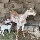 ماعز والد تحتها اثنين ذكران