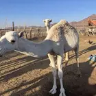 نياق ابل وضح ذود للبيع