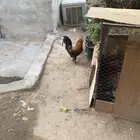 ديك بلدي شرط