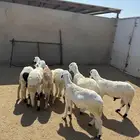 7- سواكن جذعان مرابي 4 شهور