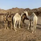 5 حشوان فل شحم
