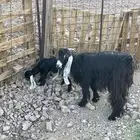 معزا عوارض ولد