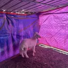 بهم حري عمره 4 شهور ونص