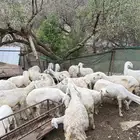 ضان