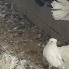 حمام شماسي امريكي جميع الاعما والاوان البيع سمح البيع جمله