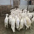 33 من البهم فل شحم مشروط ( و2 تحتها 2