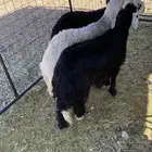 طليان نجديه