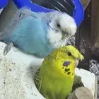 مطيار بادجي كرست وهوقو (تم الببع)