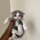 كيتن سكوتش فولد