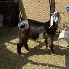 تيس للبيع