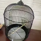 شبك طيور