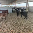 معزا مواليد