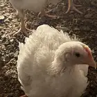 دجاج لاحم روس 308 للبيع