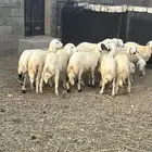 خرفان ذبايح للبيع