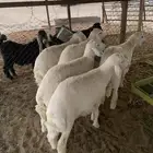 ذبايح حريات